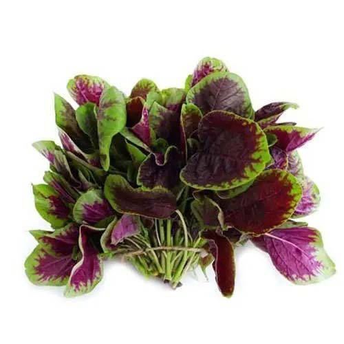 蔬菜配送價格表 2024-4-1