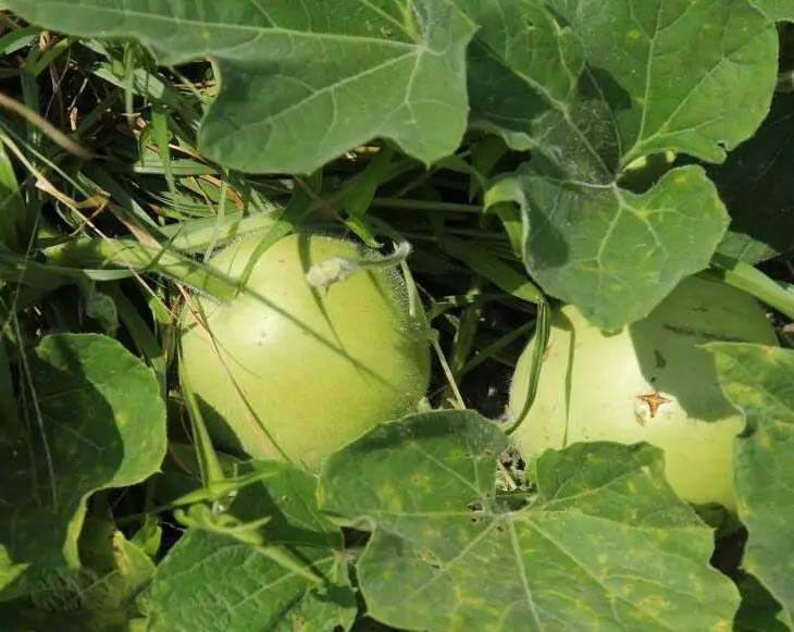 蔬菜配送價格表 2024-4-8