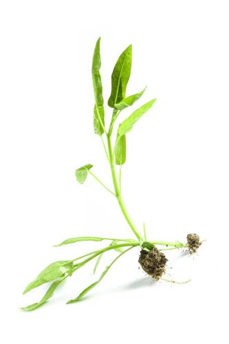 重慶蔬菜配送系統排行榜