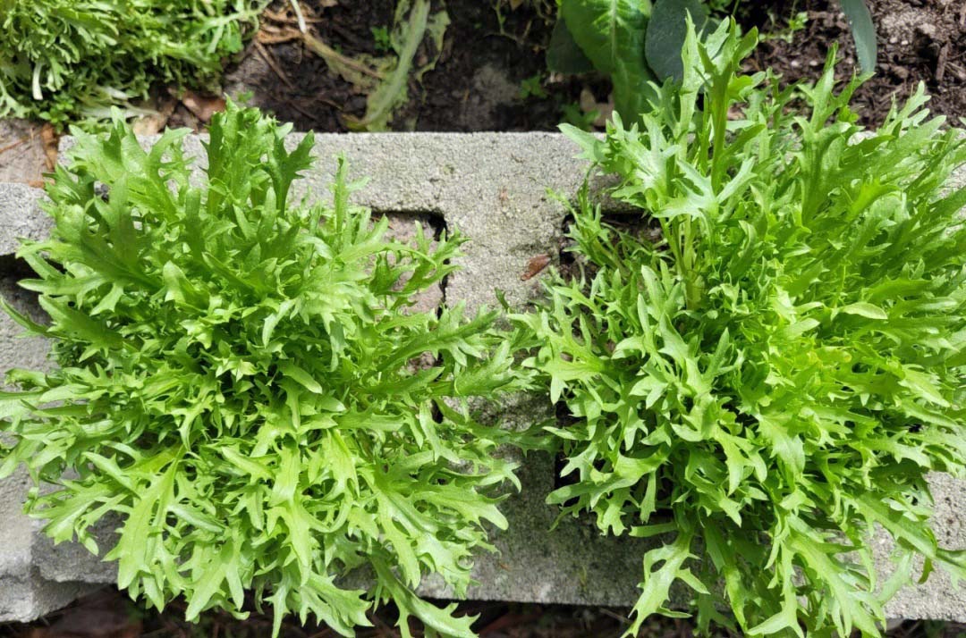 云南曲靖市蔬菜配送