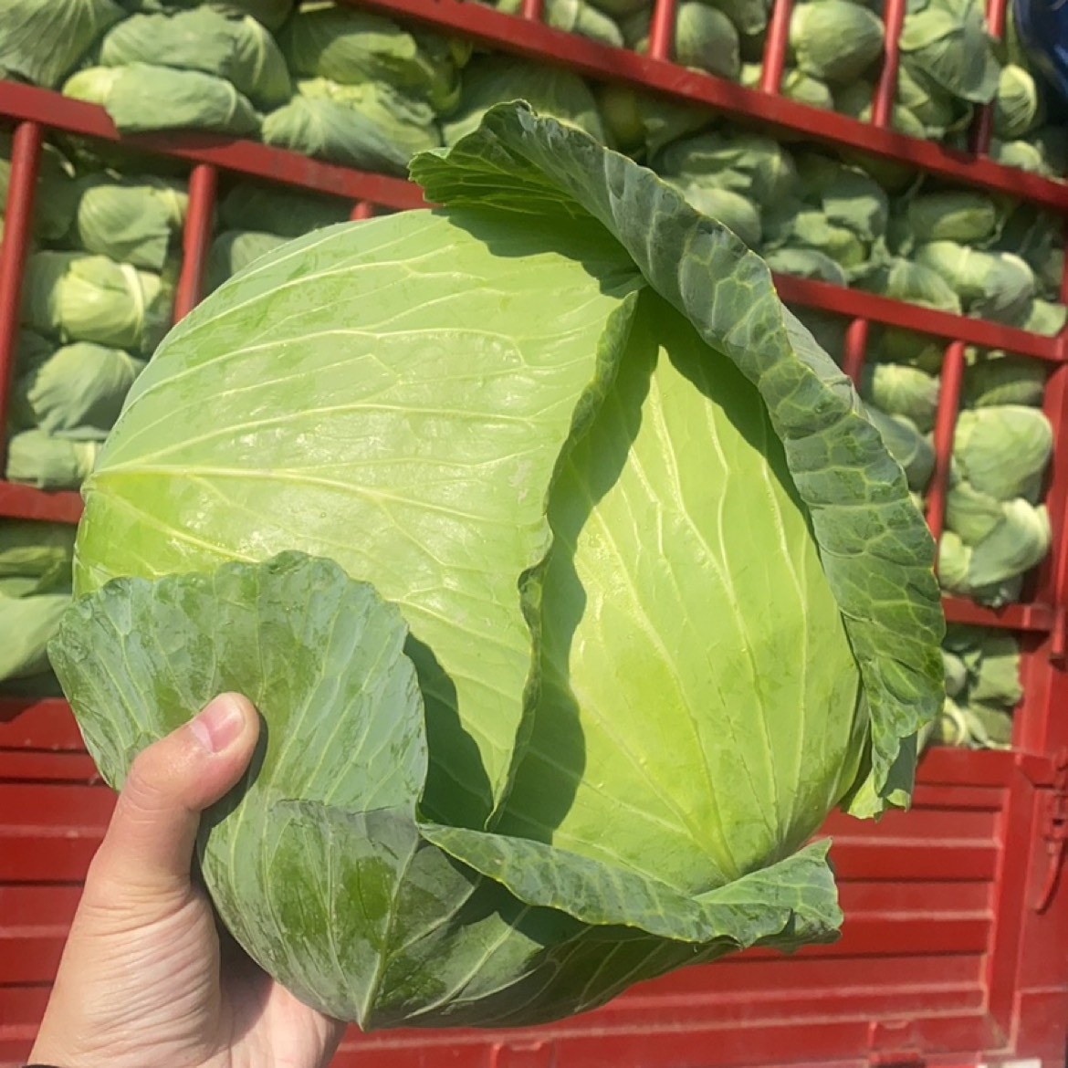 2023年12月份我市食品價格環比小幅波動