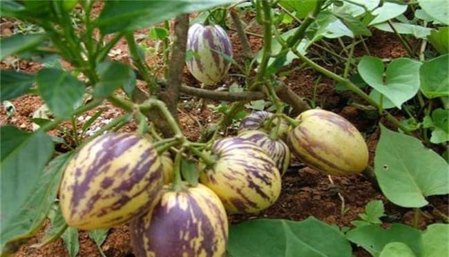 深圳市2024年我市菜籃子價格環比普降