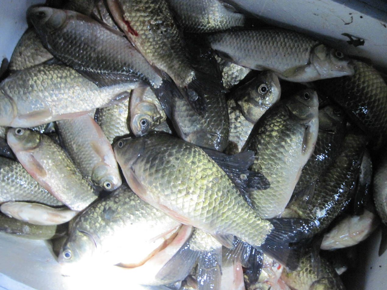 蔬菜配送價格表 2024-4-22