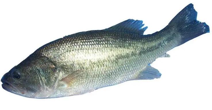 蔬菜配送價格表 2024-4-29